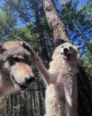 Discovery splash banner for The Wolp Den Discord server