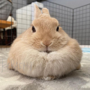 Discovery icon for ✿ ₓ 🐇 ⁺  ⌔  Bunny Server﹒ Discord server